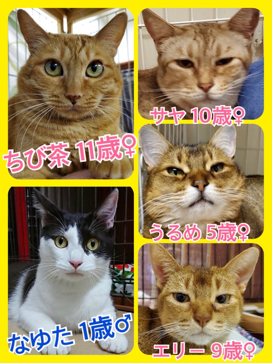 🐾今日の里親様募集中ニャンコ🐱メンバーです🐾天神橋店のTwitterのアドレスが変わりました！2019,10,19